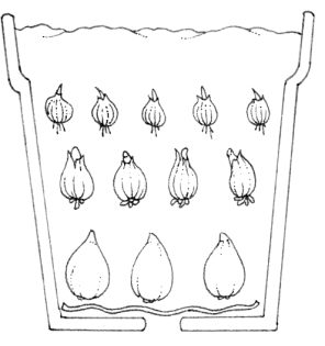 Bulb layer planting in a pot