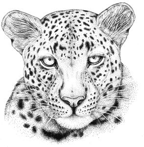 Leopard head Panthera pardus natural history illustration by Lizzie Harper