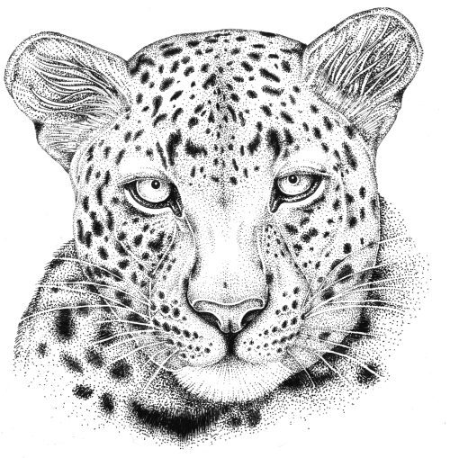 Leopard head Panthera pardus natural history illustration by Lizzie Harper