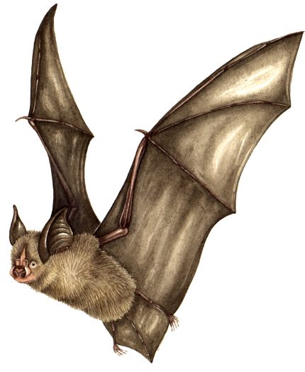 Lesser Horseshoe bat Rhinolophus hipposideros natural history illustration by Lizzie Harper