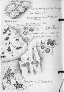 Lichen species botanical illustration sketchbook style natural history illustration by Lizzie Harper