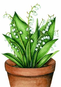 Lily of the valley natural history illustration by Lizzie Harper