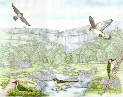Malham tarn landscape with birds natural history illustration by Lizzie Harper