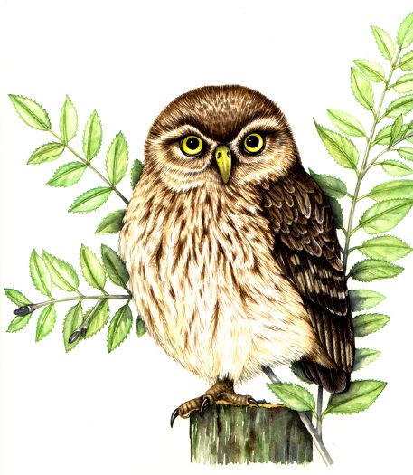 Little owl Athene noctua natural history illustration by Lizzie Harper