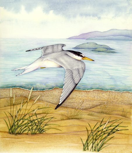 Little tern Sternula albifrons natural history illustration by Lizzie Harper