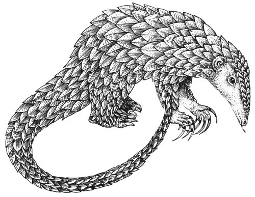 Long tailed pangolin Phataginus tetradactyla natural history illustration by Lizzie Harper