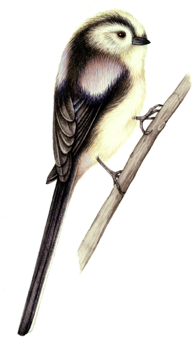 Long tailed tit Aegithalos caudatus natural history and wildlife illustration by Lizzie Harper