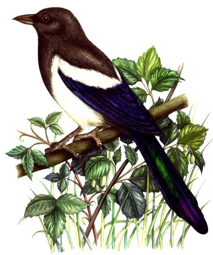 Magpie Pica pica natural history illustration by Lizzie Harper