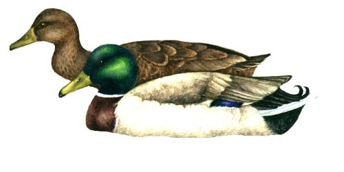 Mallard duck Anas platyrhynchos natural history illustration by Lizzie Harper