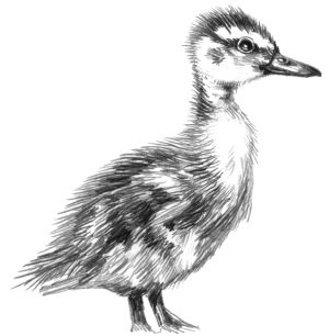 Mallard duckling sketch Anas platyrhynchos