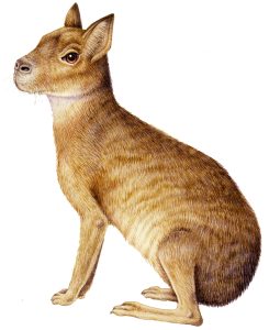 Patagonian mara Dolichotis patagonum natural history illustration by Lizzie Harper
