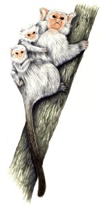 Marmoset Mico with twins natural history illustration by Lizzie Harper