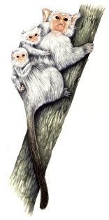 Marmoset Mico mother