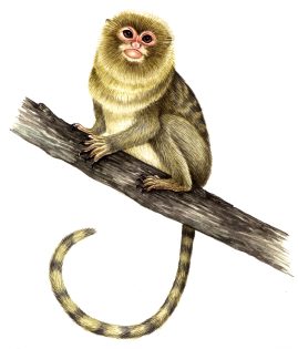 Pygmy marmoset Cebuella pygmaea