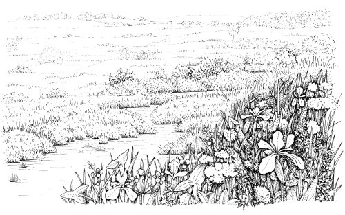 Marsh landscape natural history illustration by Lizzie Harper