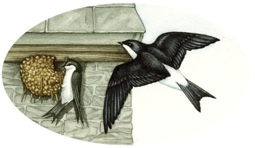 House martin Delichon urbicum natural history illustration by Lizzie Harper