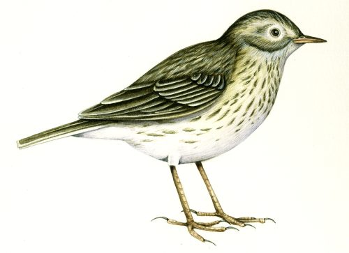Meadow pipit Anthus pratensis natural history illustration by Lizzie Harper