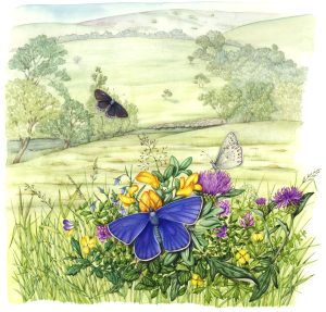 Meadow in summer with butterflies and woodpeckers natural history illustration by Lizzie Harper