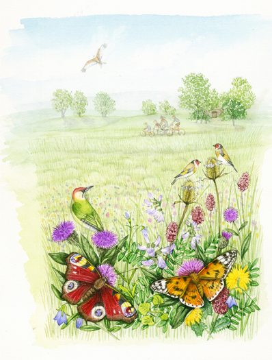 Meadow land landscape with butterflies natural history illustration by Lizzie Harper