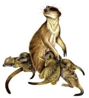 London Zoo Meerkat enclosure – ZSL