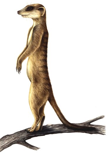 Meerkat Suricata suricatta natural history illustration by Lizzie Harper