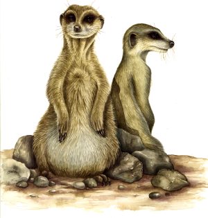 Meerkat Suricata suricatta 3