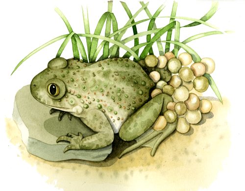 Midwife toad natural history illustration by Lizzie Harper