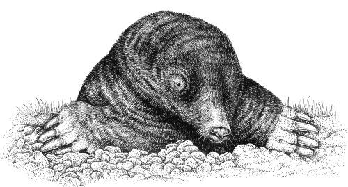 Mole Talpa europaea natural history illustration by Lizzie Harper