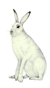 Mountain hare Lepus timidus natural history illustration by Lizzie Harper