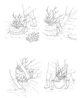 Moving an established  shrub