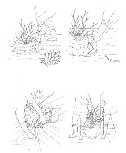 Moving an established shrub natural history illustration by Lizzie Harper