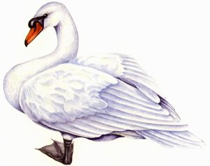 Mute swan Cygnus olor natural history illustration by Lizzie Harper
