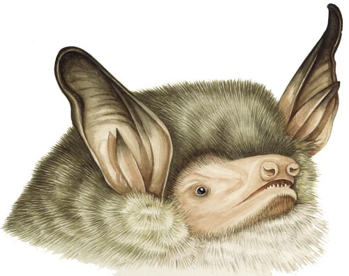 Natterer's bat head Myotis nattereri natural history illustration by Lizzie Harper