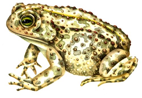 Natterjack toad natural history illustration by Lizzie Harper