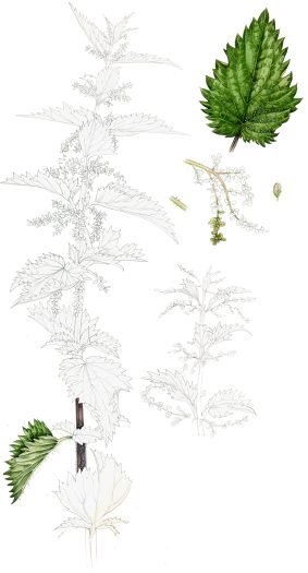 Nettle Urtica dioica botanical illustration sketchbook style natural history illustration by Lizzie Harper