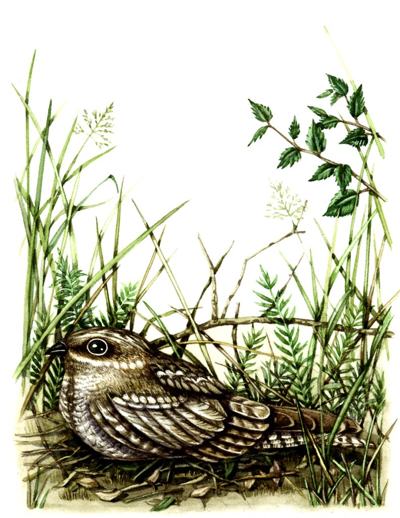 Nightjar Caprimulgus europaeus natural history illustration by Lizzie Harper