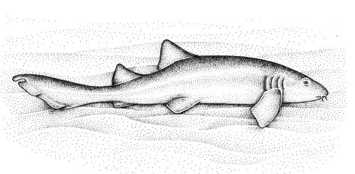 Nurse shark natural history illustration by Lizzie Harper