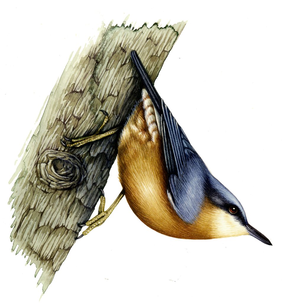 Nuthatch Sitta europaea natural history illustration by Lizzie Harper
