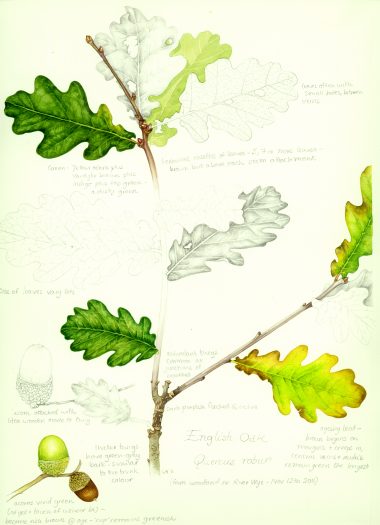 English Oal Quercus robur botanical illustration sketchbook style natural history illustration by Lizzie Harper