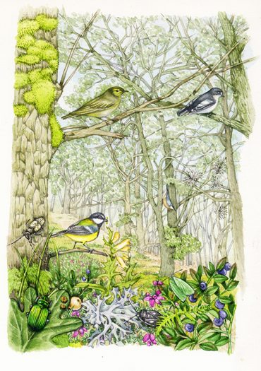 Oak woodland landscape natural history illustration by Lizzie Harper