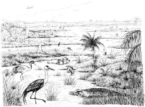 Okavango wetland delta landscape natural history illustration by Lizzie Harper