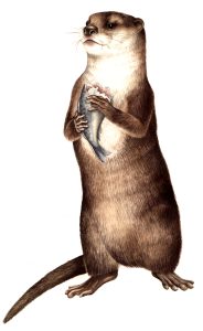 Oriental small clawed otter Aonyx cinerea (Portrait, A6)