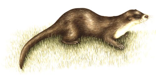 Otter Lutra lutra natural history illustration by Lizzie Harper
