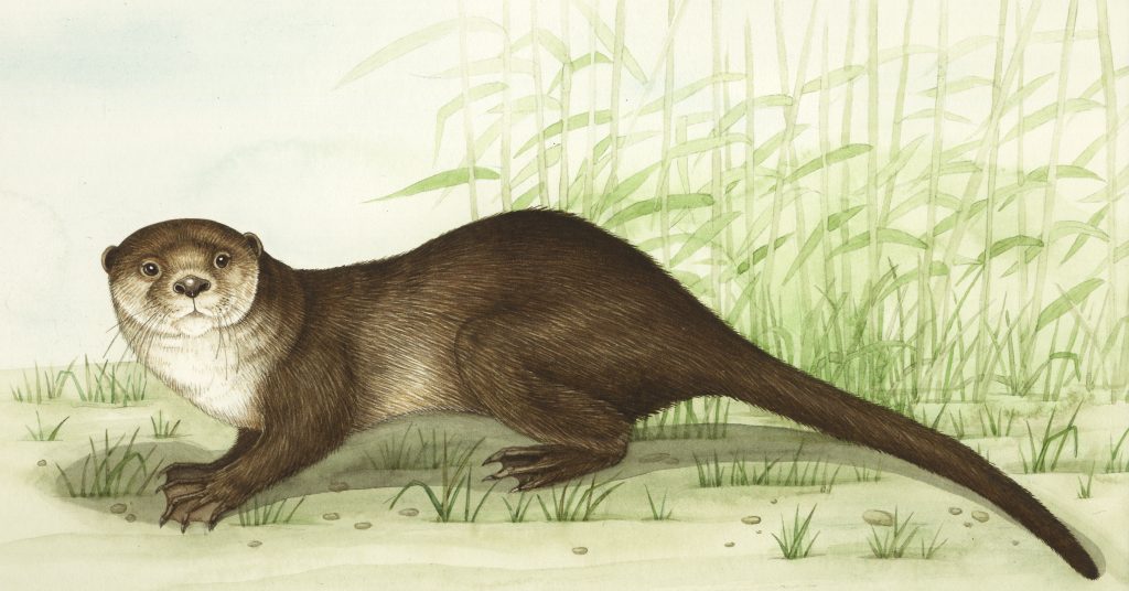 Otter Lutra lutra natural history illustration by Lizzie Harper