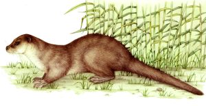 Otter Lutra lutra natural history illustration by Lizzie Harper