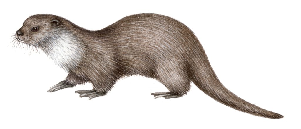 Otter Lutra lutra natural history illustration by Lizzie Harper