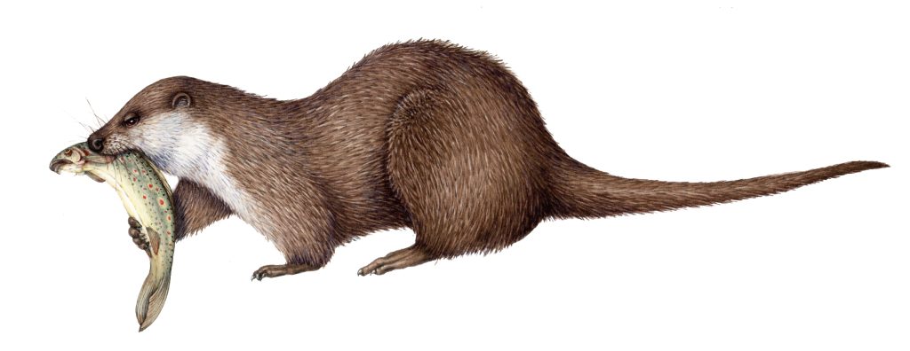 Otter Lutra lutra natural history illustration by Lizzie Harper