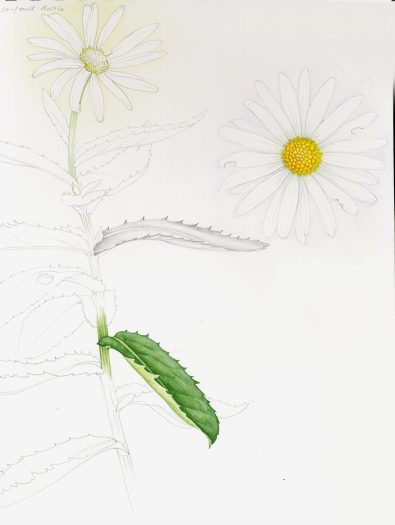Oxeye daisy Leucanthemum vulgare botanical illustration sketchbook style natural history illustration by Lizzie Harper