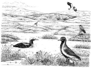 Peat bog landscape natural history illustration by Lizzie Harper