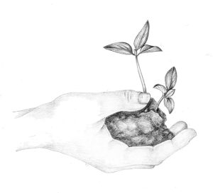 Pepper seedling natural history illustration by Lizzie Harper